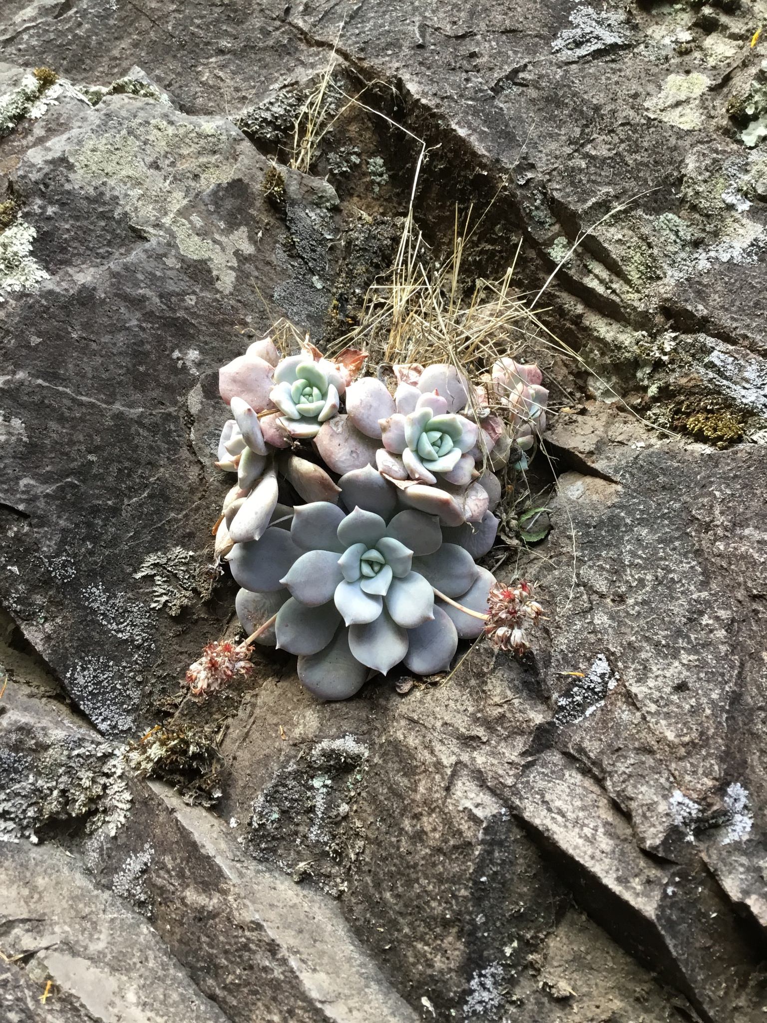 Sedum sinforosanum